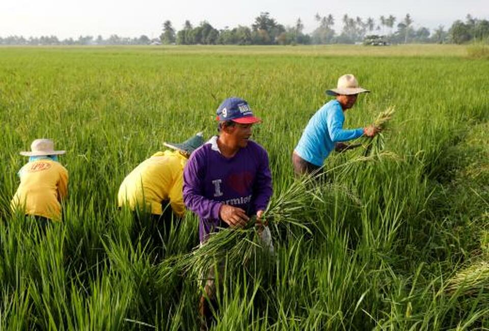 Millions of smallholder farmers in South and Southeast Asia are missing out on new, resilient seeds that could improve their yields in the face of climate change, according to an index published on Monday. (Reuters Photo/Erik De Castro)