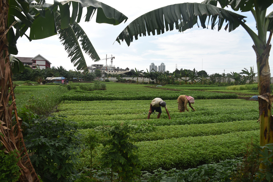 Farmers harvesting basil leaves on a small plot in Tanjung Priok, North Jakarta, on Tuesday. In an area surrounded by bustling urban development, farmers rent empty plots to grow sweet potato, kale and basil. (Antara Photo/Indrianto Eko Suwarso)