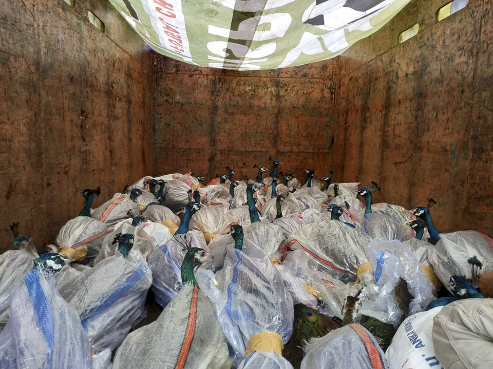 Dozens of peafowl seen on a truck after they were confiscated from a villa in Warungdoyong village in Bogor district, West Java, on Monday. A team comprised of government officials, nature conservation officers and local police seized 96 specimens of protected or endangered species, including 38 blue peafowl (Pavo cristatus) and 25 green peafowl (Pavo muticus), that were allegedly kept and bred without permits. (Antara Photo)