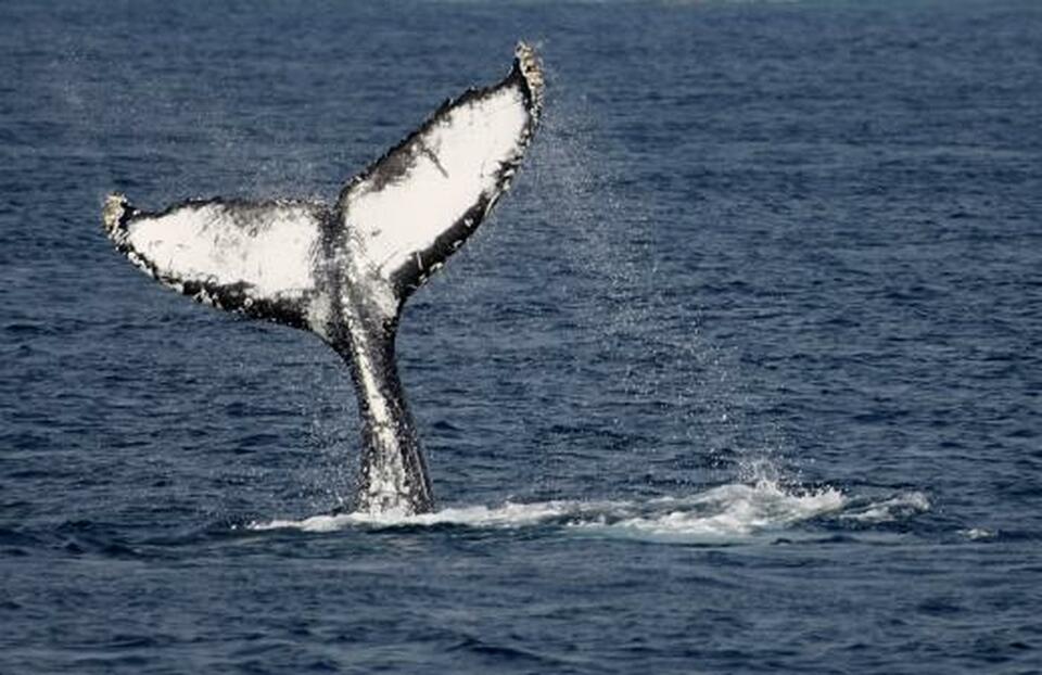 A humpback whale slaps its tail on the surface of the water off the shore of the southern Japanese island of Okinawa March 8, 2008.  (Reuters Photo/Issei Kato)