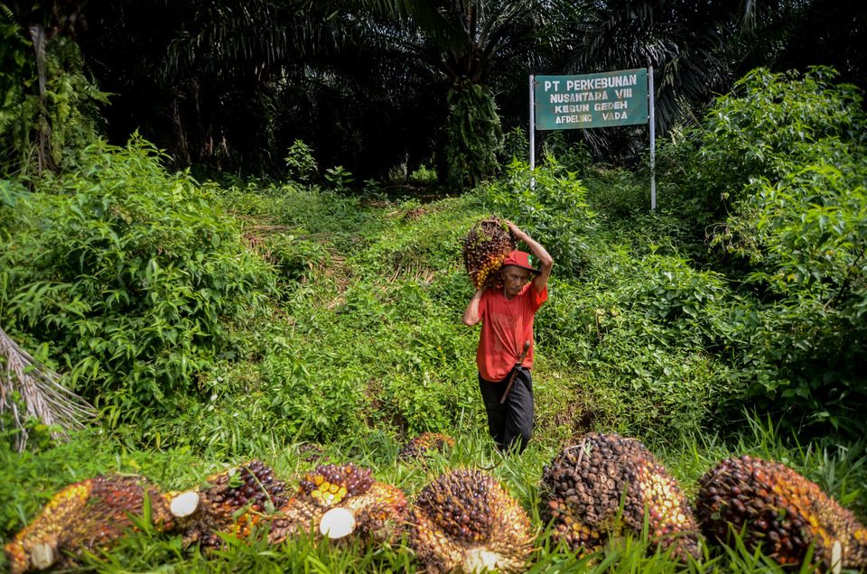 Seorang buruh tani memanen kelapa sawit di Perkebunan PTPN VII Kebun Gedeh, Kabupaten Cianjur, Jawa Barat, Senin (3/12/2018). Gabungan Pengusaha Kelapa Sawit Indonesia (Gapki) mencatat hingga Oktober 2018, Indonesia telah mengekspor 4,9 juta ton Crude Palm Oil (CPO) atau 18 persen dari total ekspor serta 21,17 juta ton produk turunan/olahan CPO atau 82 persen dari total ekspor. ANTARA FOTO/Raisan Al Farisi/hp.