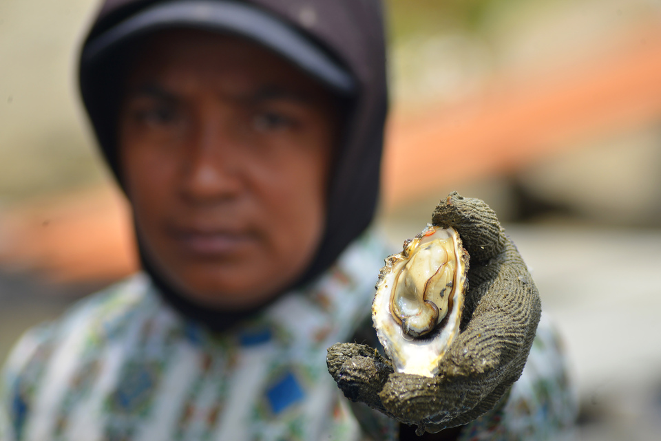 On oyster farmer in Tibang, a village near Banda Aceh, shows his harvest on Tuesday (19/03). (Antara Photo/Ampelsa)
