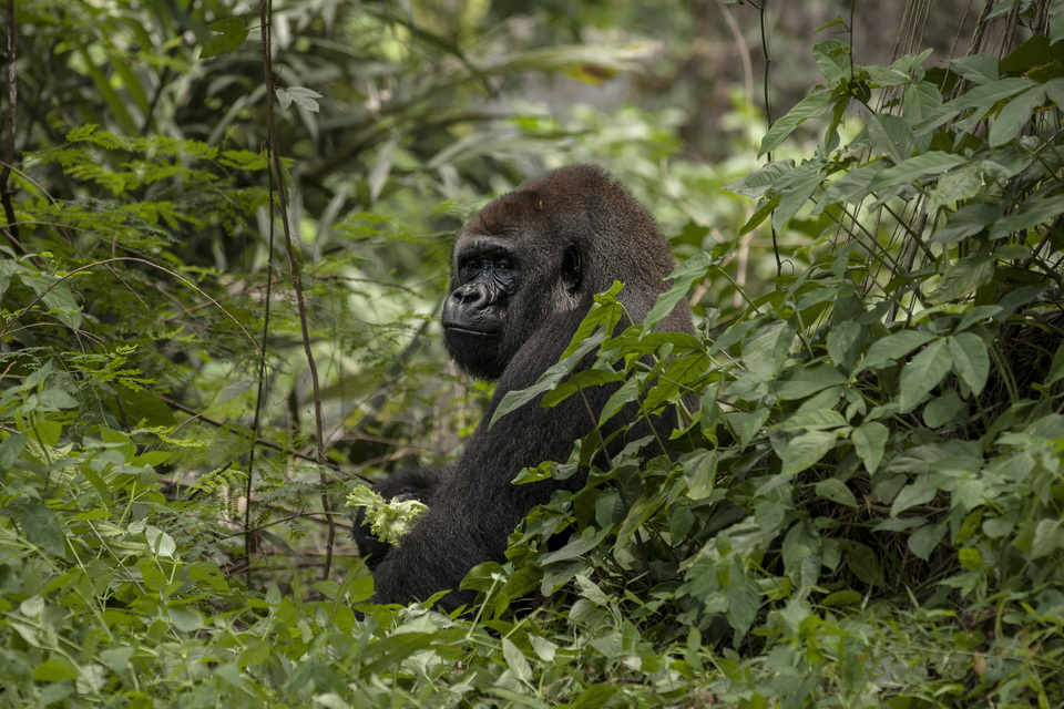 A gorilla eats lettuce for lunch in Ragunan Zoo, South Jakarta, on March 20. (JG Photo/Yudha Baskoro)