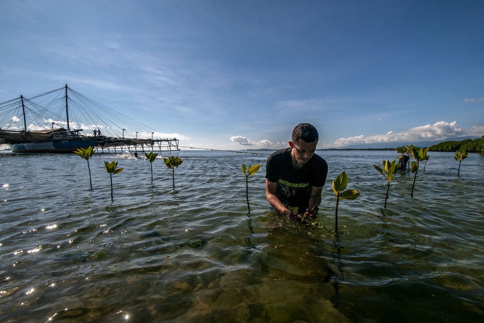 A volunteer plants mangrove in Tomini Bay in Parigi Moutong, Central Sulawesi, in this undated photograph. Mangrove forests are resistant to the forceful impacts of tsunamis. (Antara Photo/Basri Marzuki)