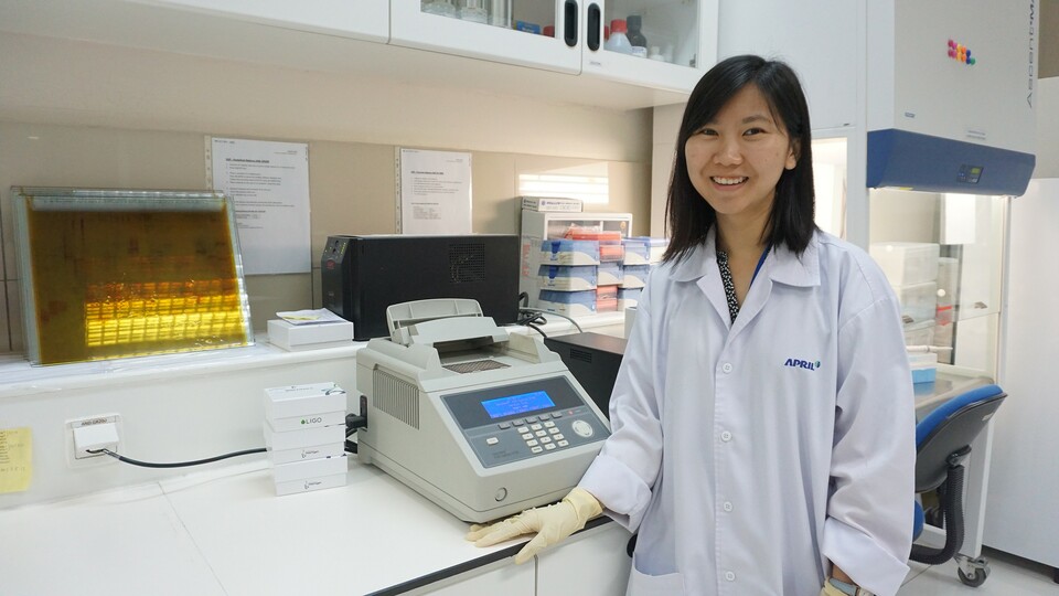 Maggie Vency Mareta is a research officer in molecular biology working in the genomics laboratory of Riau Andalan Pulp and Paper (RAPP) in Pangkalan Kerinci, Riau.
