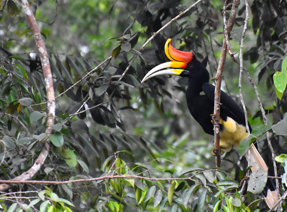 The rhinoceros hornbill (Buceros rhinoceros), is a vulnerable (VU) species in the IUCN Red List, one of 304 bird species to be found in the RER area. (Photo courtesy of APRIL Group)