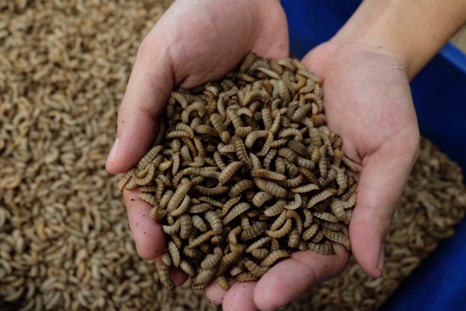 Magalarva uses black soldier fly larvae to 'reduce as much organic waste as possible from going to landfill sites, while producing sustainable, high-quality protein that can substitute the unsustainable use of fish meal in animal feed or pet food.' (Photo courtesy of Magalarva)