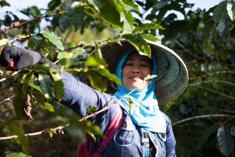 Java Mountain Coffee is focused on improving the livelihood of female coffee farmers in rural areas. (Photo courtesy of Java Mountain Coffee)