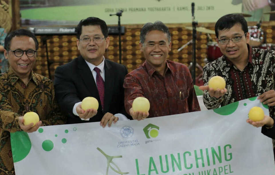 A team of researchers at Gajah Mada University in Yogyakarta has developed the baby hikapel melon, a new variety of the fruit, about the size of an apple. (SP Photo/Fuska Sani Evani)