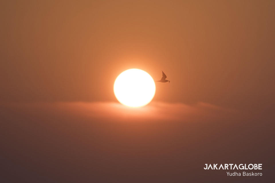 A seagull seen flies through the sunset with fish on its peak at Kepulauan Seribu (JG Photo/Yudha Baskoro)