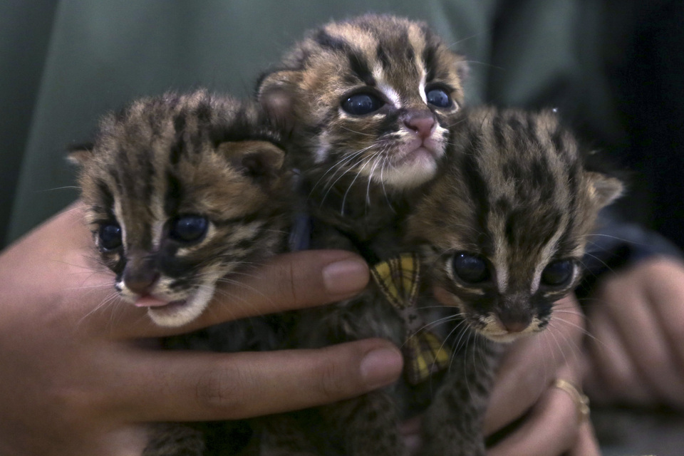 Leopard cat cubs (Prionailurus bengalensis) seen at the veterinary school of Syiah Kuala University in Banda Aceh, Aceh, on Tuesday. Police confiscated four cubs from a 42-year-old suspect in Aceh Besar district. (Antara Photo/Irwansyah Putra)