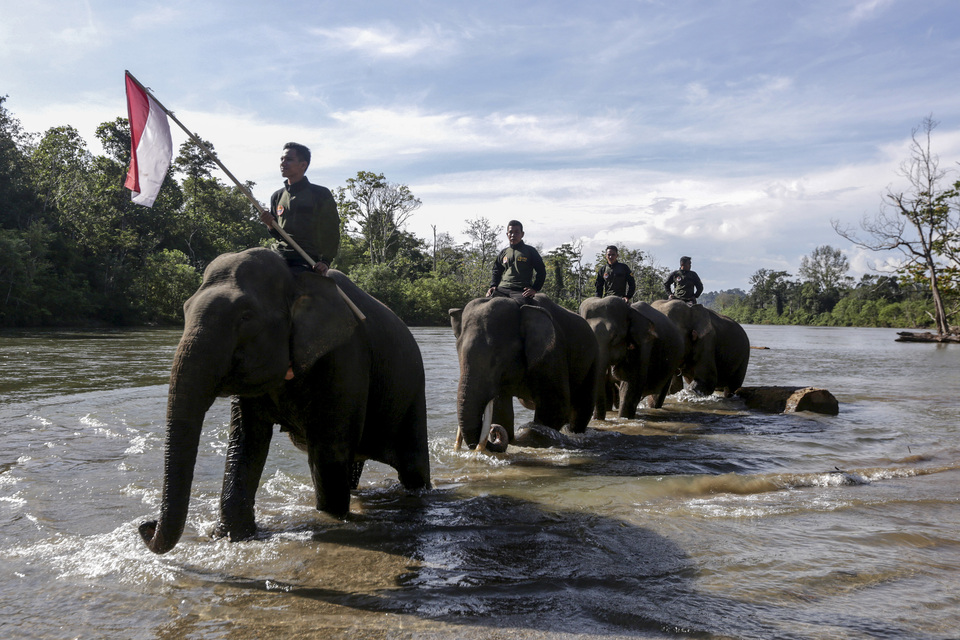 Elephants cross a river with their handlers on National Heroes' Day on Sunday at the Sampoiniet Conservation in Aceh. (Antara Photo/Irwansyah Putra)
