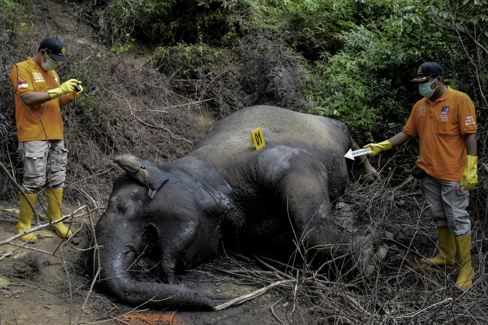 A poisoned Sumatran elephant found dead in an oil palm plantation in East Aceh on Thursday. (Antara Photo/Cek Mad)