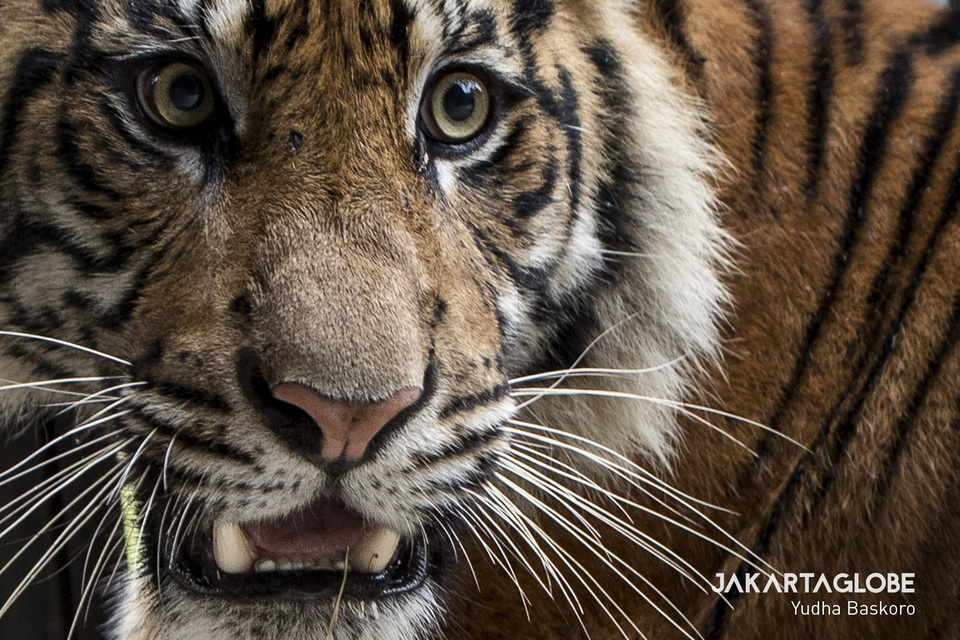 A Sumatran tiger (Panthera tigris sumatrae) is caught in a regulated trapping in Muara Enim, South Sumatra, and transferred to the Sumatran Tiger Rescue Center at the Tambling Wildlife Nature Conservation in Lampung on Wednesday. (JG Photo/Yudha Baskoro)