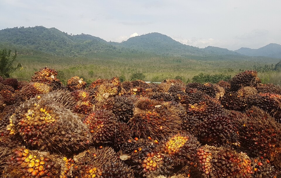 Harvested and sorted oil palm bunches at Perkebunan Nusantara III in South Tapanuli, North Sumatra. (JG Photo/Nur Yasmin)