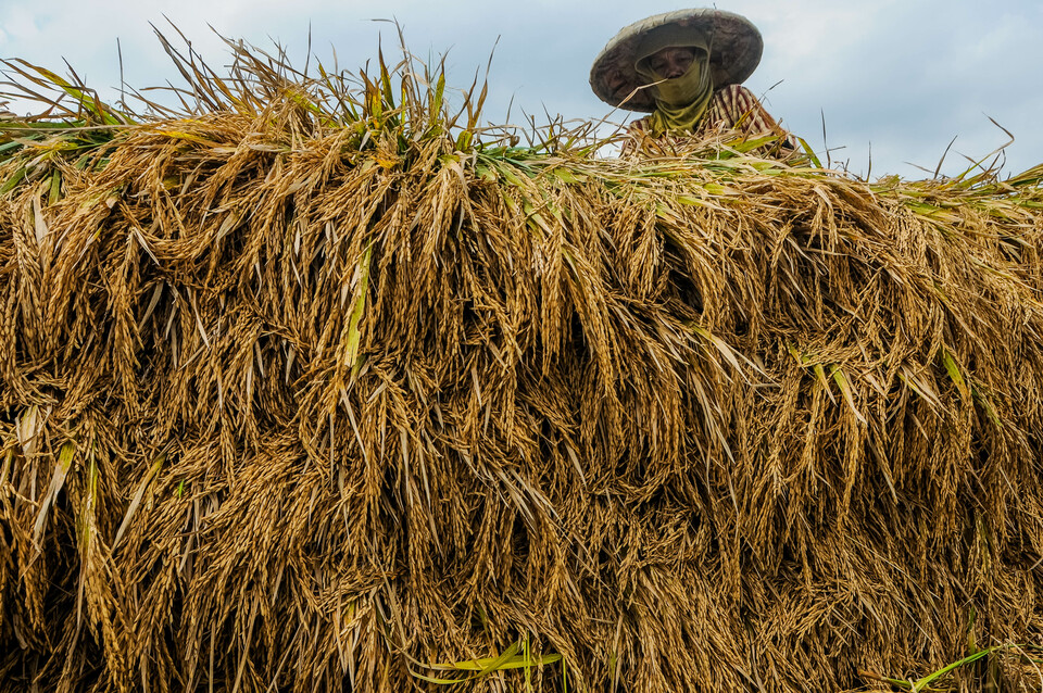 A farm worker collects harvest at a rice paddy in Lebak, West Java, on April 8, 2020. 
(Antara Photo/Muhammad Bagu Khoirunas)