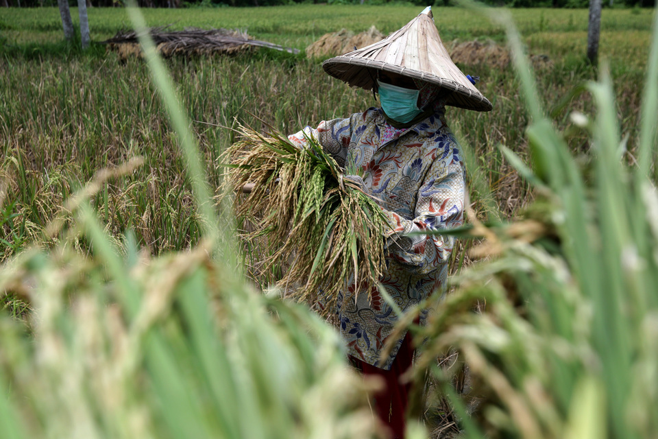 A farmer wears a mask during a rice harvest in Aceh last month. (Antara Photo/Irwansyah Putra)