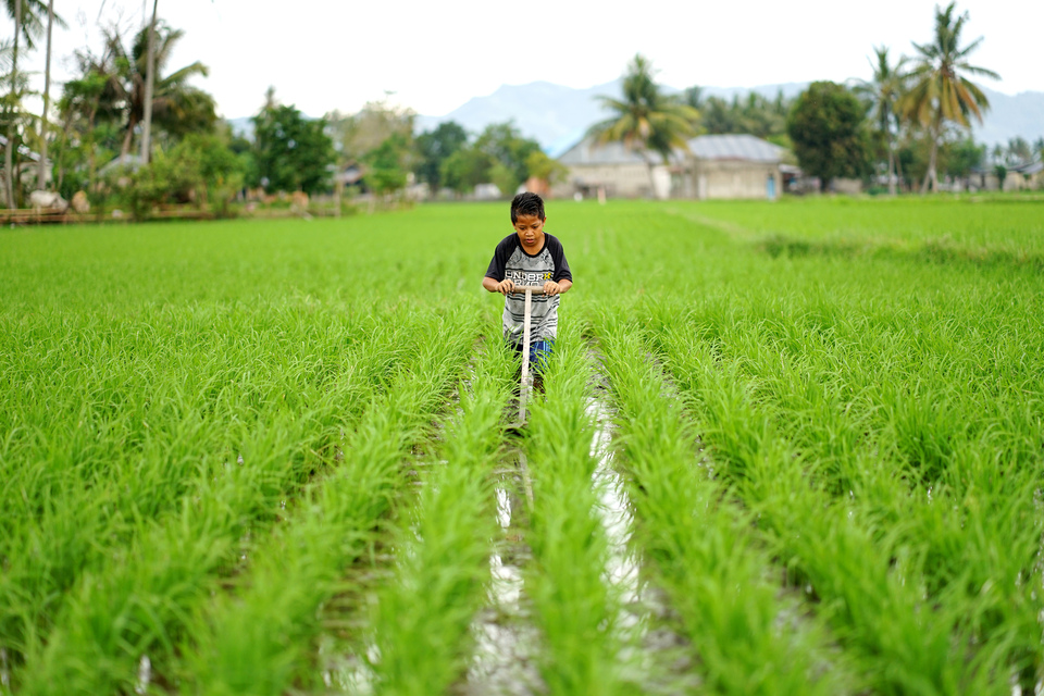 A boy works a rice field in Lamahu Village, Gorontalo, on Monday. (Antara Photo/Adiwinata Solihin)