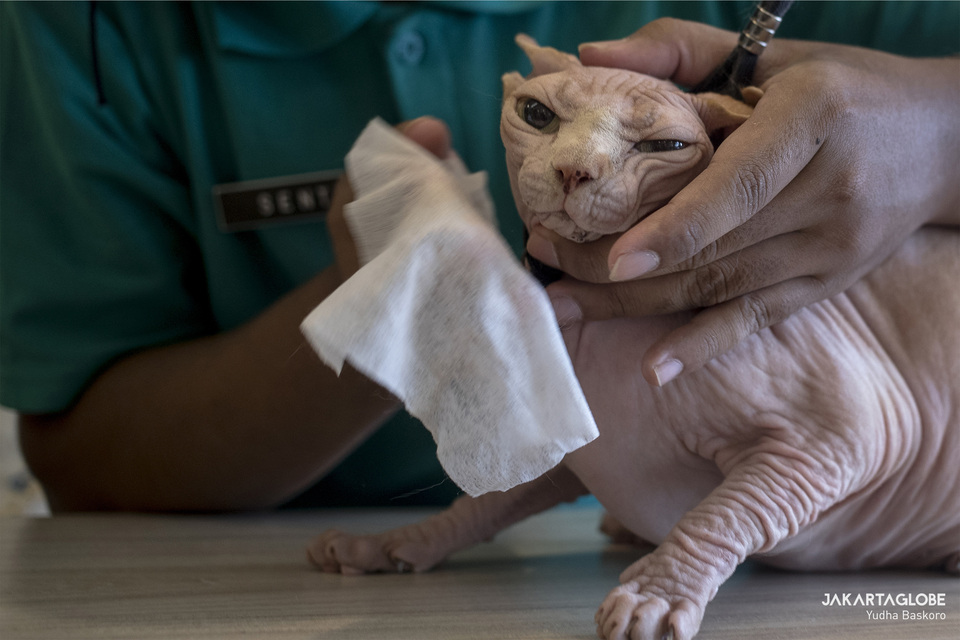 A cat caretaker washes a spynx cats body at Kopi Cat Cafe by Groovy in Kemang, South Jakarta on Friday (15/05). (JG Photo/Yudha Baskoro)