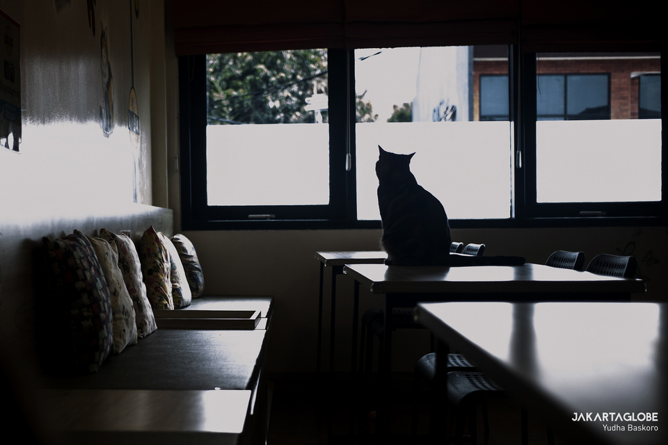 A lonely cat stands on a table inside Kopi Cat Cafe by Groovy in Kemang, South Jakarta. (JG Photo/Yudha Baskoro)