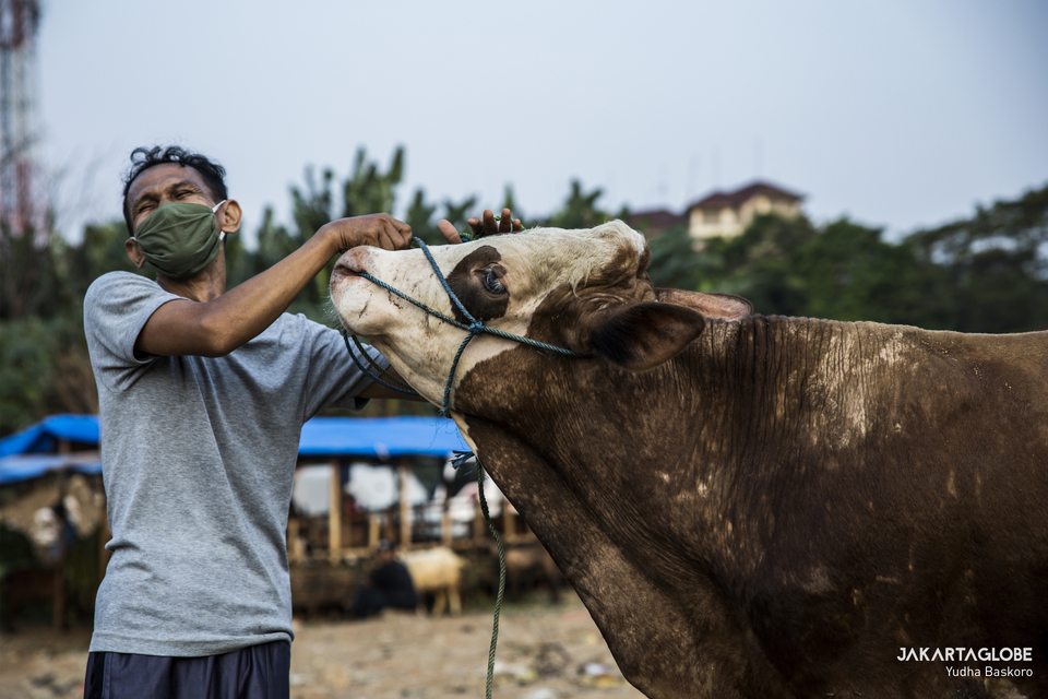 A sacrificial animal trader strokes his cow at a trading point in Tebet Timur, South Jakarta on Wednesday. (JG Photo/Yudha Baskoro)