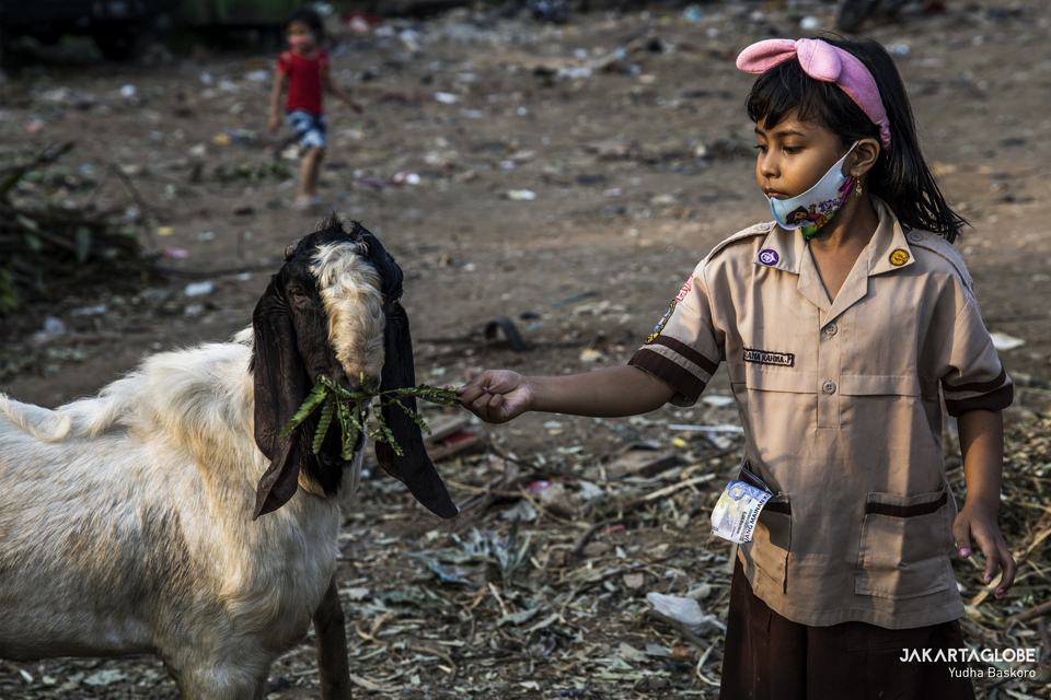 A child feeds a goat at a trading point in Tebet Timur, South Jakarta ahead of Idul Adha on July 29, 2020. (JG Photo/Yudha Baskoro)
