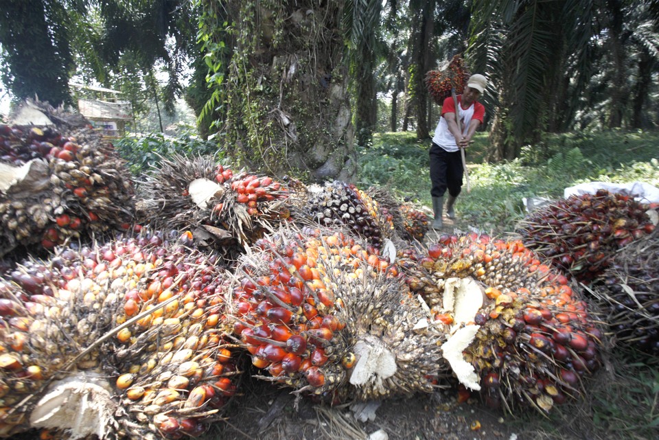 A worker harvested oil palms at a plantation in Cimulang, Bogor, last year. (Antara Photo/Yulius Satria Wijaya)