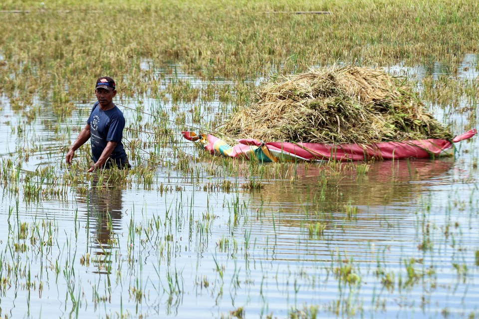 A farmer tries to save his paddy which is submerged in floodwater in North Aceh on May. (Antara Photo/Rahmad)