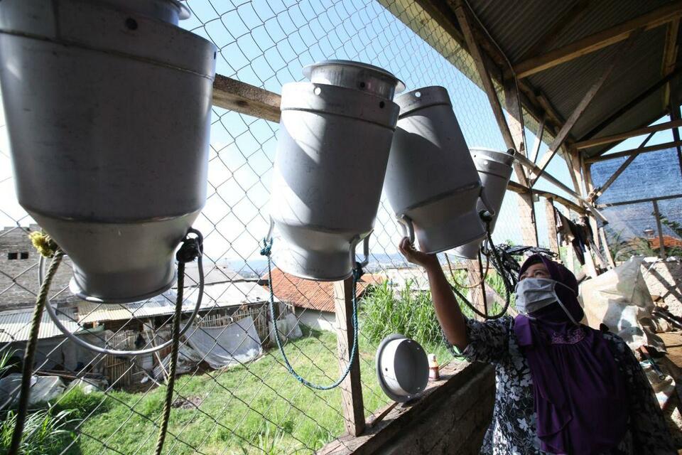A dairy farmer picks up a jug for milking. (Photo Courtesy of Frisian Flag Indonesia)