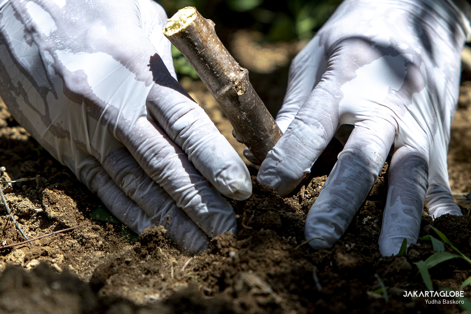 I Wayan Tana grows cassava for daily consumtion in Malini Agro Park, Uluwatu, Bali on Monday (19/10). (JG Photo/Yudha Baskoro)