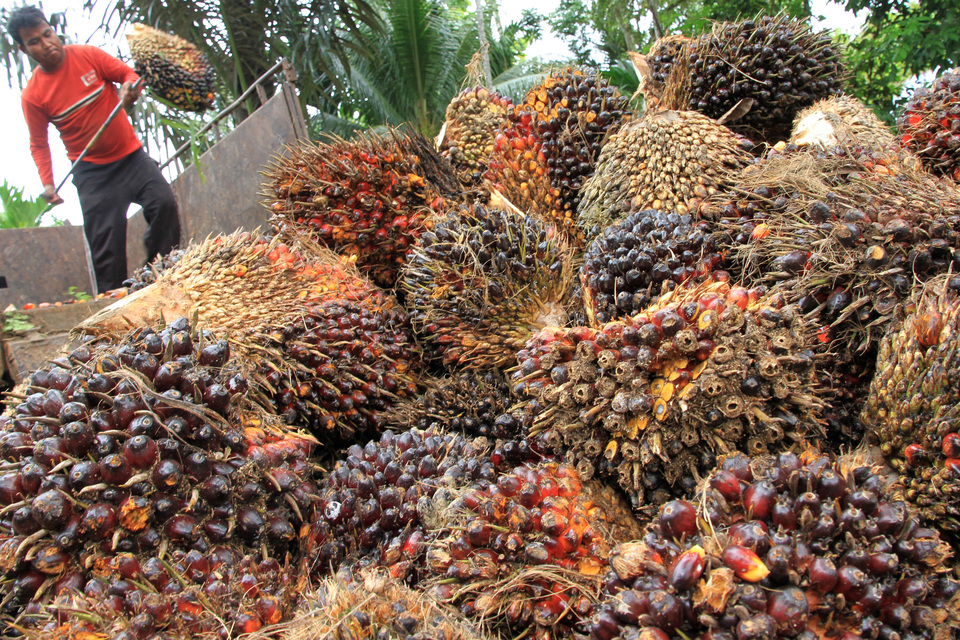 A palm oil worker loads fresh fruit bunches into a truck in Leuhan village, West Aceh on Oct. 14, 2020. (Antara Photo/Syifa Yulinnas)