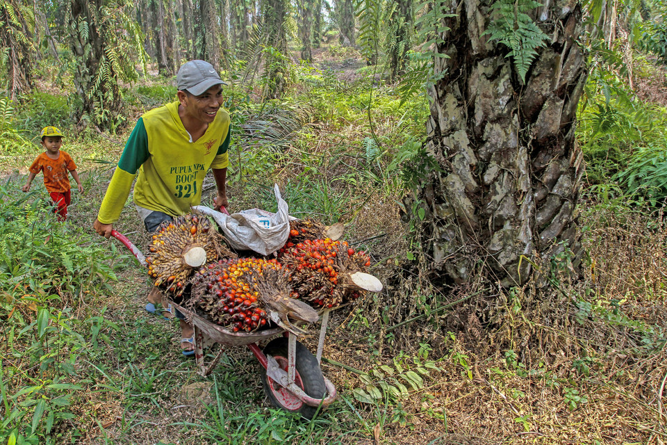 A palm oil worker carries oil palm bunches in Pekanbaru, Riau, on March 20, 2019. (Antara Photo/Rony Muharrman)
