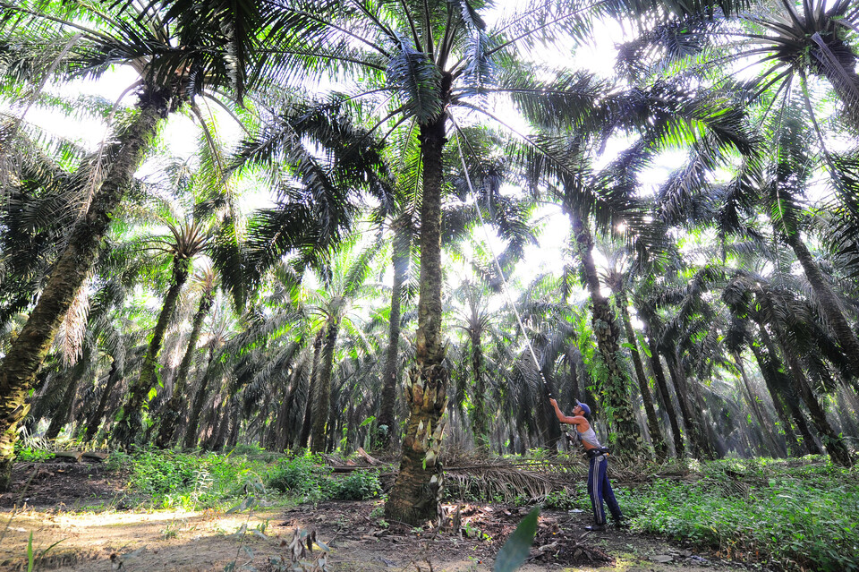 A worker harvests oil palm fruits at a plantation in Batanghari, Jambi, on Dec 12. (Antara Photo/Wahdi Septiawan)