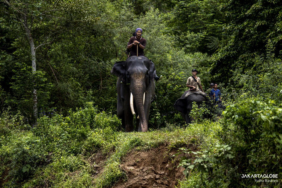 Rangers ride elephants as they patrol a protected forest in Bukit Barisan Selatan National Park, Lampung. (JG Photo/Yudha Baskoro)