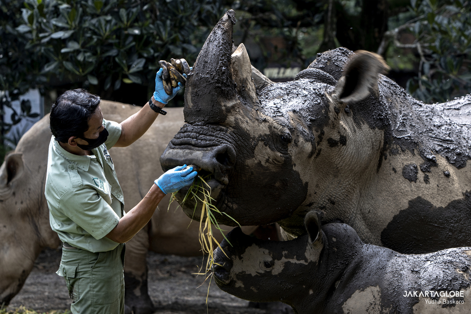 Poniran feeds a female African white rhino at Taman Safari Indonesia, in Bogor, West Java on Jan, 25, 2021. (JG Photo/Yudha Baskoro)