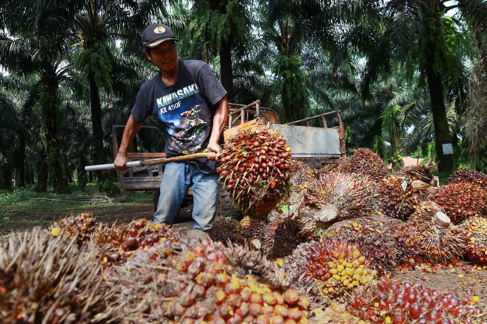 A worker collects palm oil fruits at a state-run plantation in Bogor, West Java, on Jan. 6, 2021. (B1 Photo/Mohammad Defrizal)