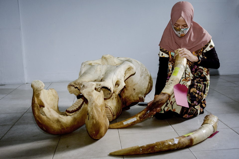 An officer shows the skull and a pair of ivory tusks of a critically endangered Sumatran elephant at the Riau Natural Resources Conservation Agency (BBKSDA Riau) in Pekanbaru on March 5, 2021. (Antara Photo / FB Anggoro)