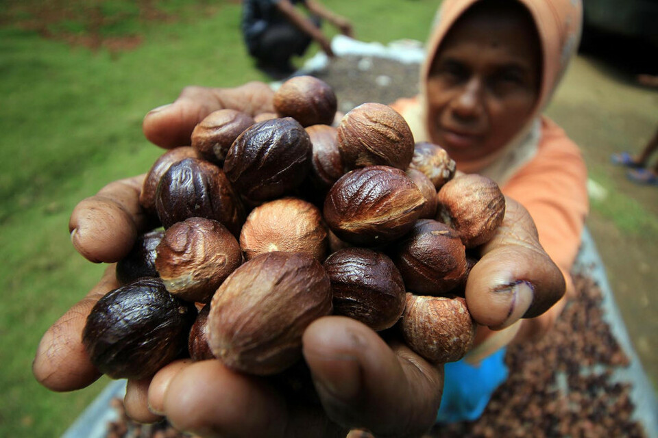 A farmer shows harvested nut megs during a drying process at Darussalam Village, Aceh, on 18 October, 2017. (Antara Photo/Rahmad)