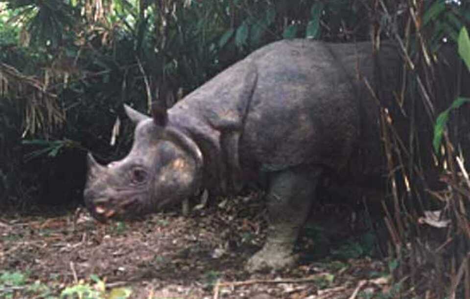 This undated picture shows a Javan rhino in Ujung Kulon National Park. (Photo courtesy of Bappeda Pandeglang)