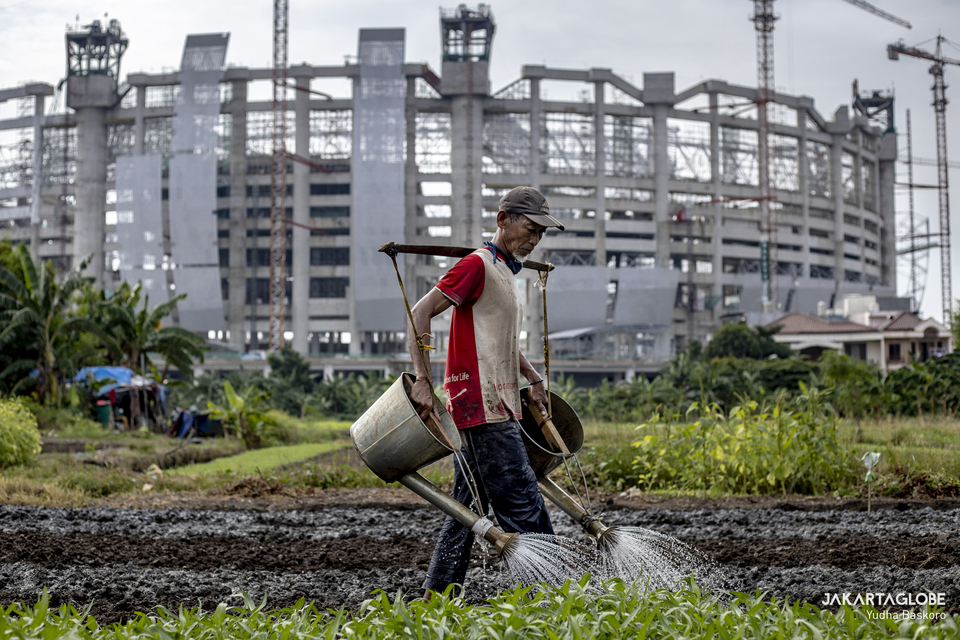 A farmer waters at his farm behind the Jakarta International Stadium (JIS) in North Jakarta on June 17, 2021. (JG Photo/Yudha Baskoro)
