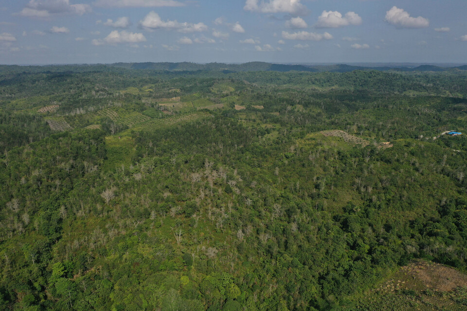 This 2019 aerial photo shows a forest area in North Penajam Paser, East Kalimantan, the location for Indonesia's new capital. (Antara Photo/Akbar Nugroho Gumay)