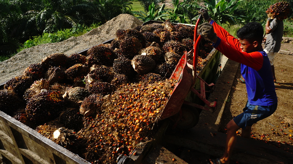 A worker loads palm oil fruits into a truck in Tarailu, Mamuju, in the province of West Sulawesi on May 23, 2021. (Antara Photo/Akbar Tado)