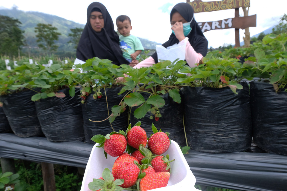 Tourists harvest strawberries when visiting Inggit Strawberry Farm in Banyuroto Village, Sawangan, Magelang on February 4, 2021. The tourist village offers strawberry farming and a breathtaking mountain panorama. (Antara Photo/Anis Efizudin)