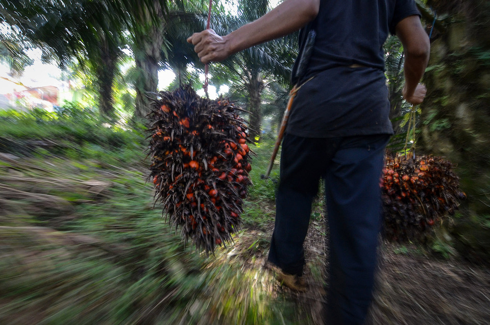  A plantation worker carries fresh fruit bunches in Sukabumi, West Java, July 13, 2018. (Antara Photo/Raisan Al Farisi)