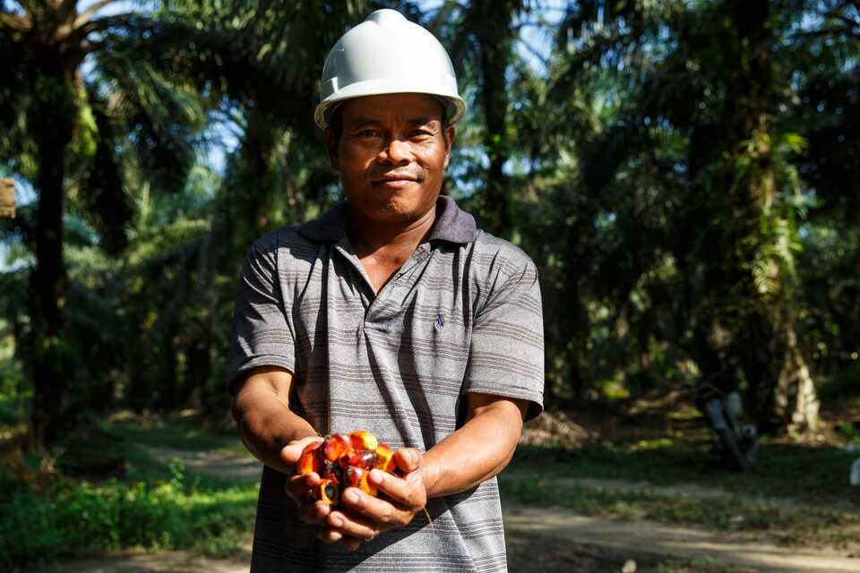This undated photo shows a farmer who joins the Roundtable on Sustainable Palm Oil (RSPO) holding oil palm fruit from his plantation. (Photo courtesy of RSPO)