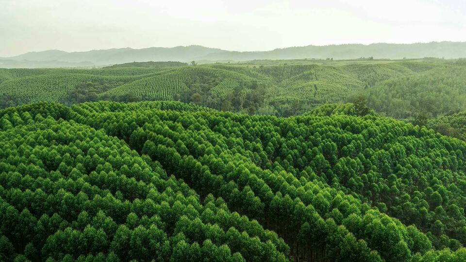 APRIL currently conserves and restores approximately 364,996 hectares of forest area and operates about 448,632 hectares of plantations. (Photo Courtesy of APRIL Group)