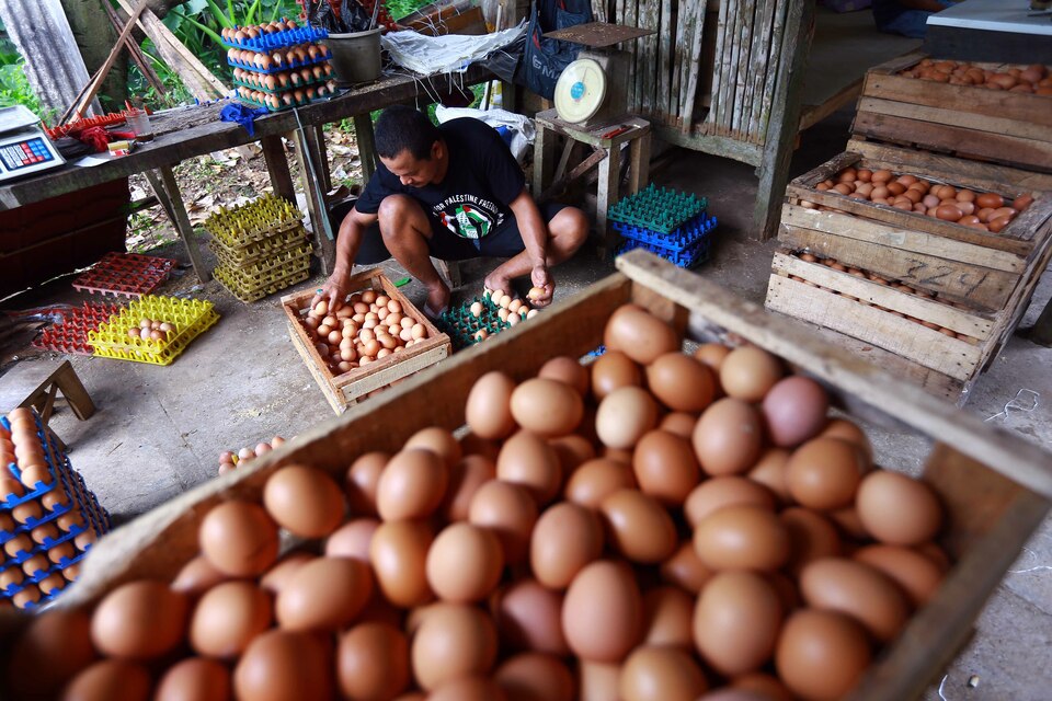 A man sorts out chicken eggs. (Beritasatu Photo/Mohammad Defrizal)