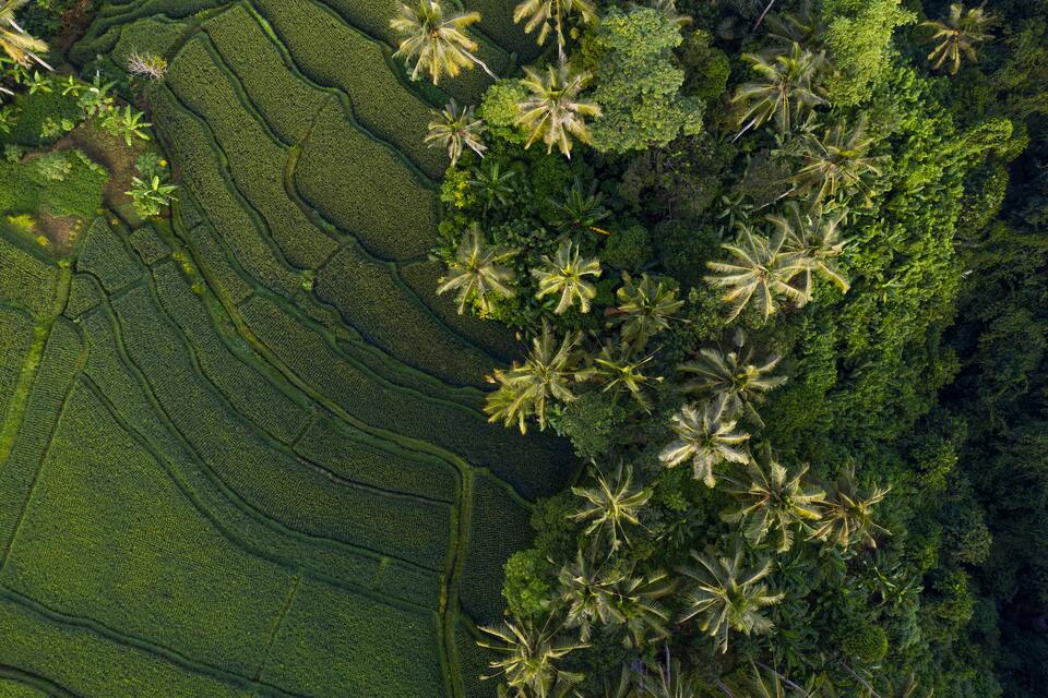 The aerial view of a green landscape in Bali. (Photo courtesy of baliwater.org)