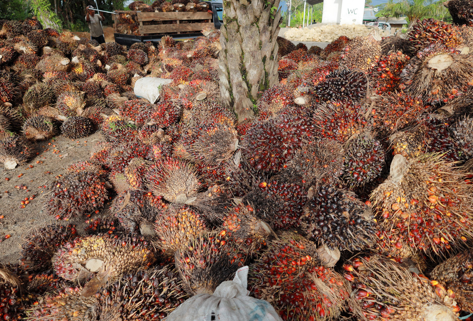 A worker unloads fresh fruit bunches from a car in Central Mamuju, West Sulawesi, on July 2, 2022. (Antara Photo/Akbar Tado)
