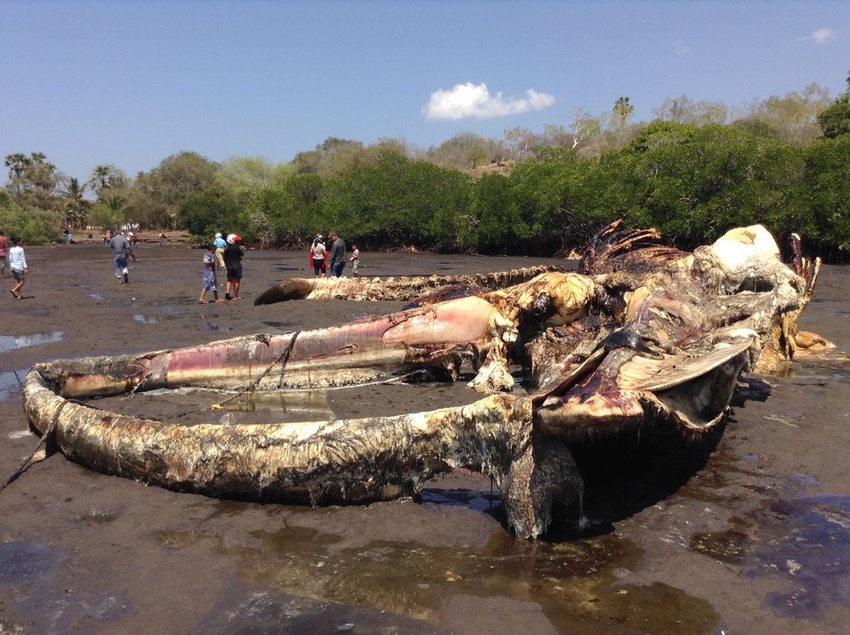 The skeleton of one of five blue whales stranded in Waienga Bay, Watodiri village, Lembata Island, East Nusa Tenggara in October 2014. Local villagers cut its body parts to be consumed at home. The other four found their way back to the open sea. (Photo courtesy of Paulus Igo)